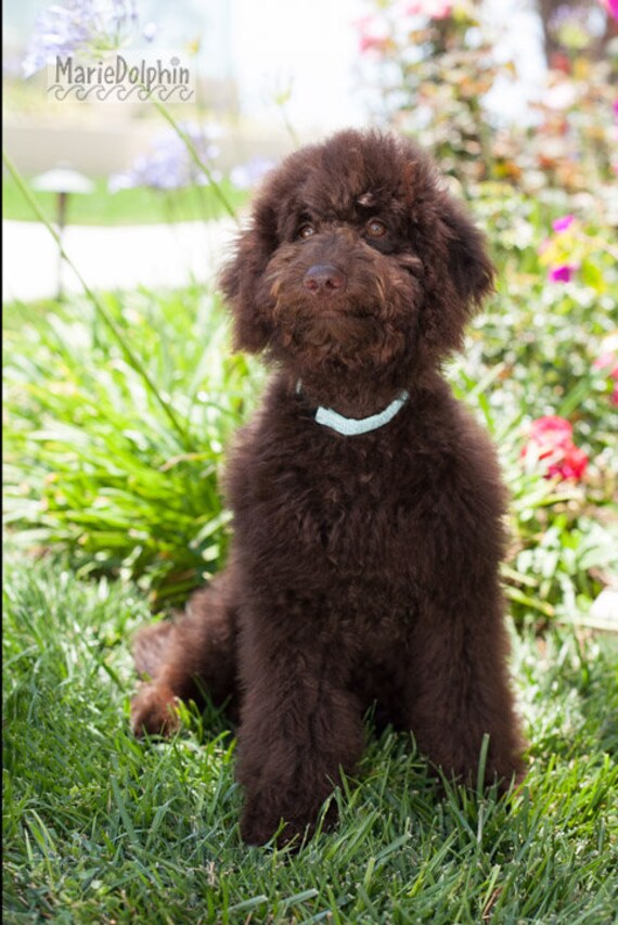 chocolate goldendoodle puppy
