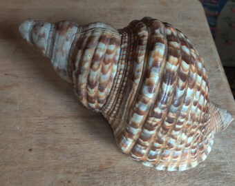 RARE Extra Large Triton's Trumpet Sea Shell Giant Charonia Tritonis Nautilus Style Conch Sea Snail Mermaid Beach Collection Brown White Horn