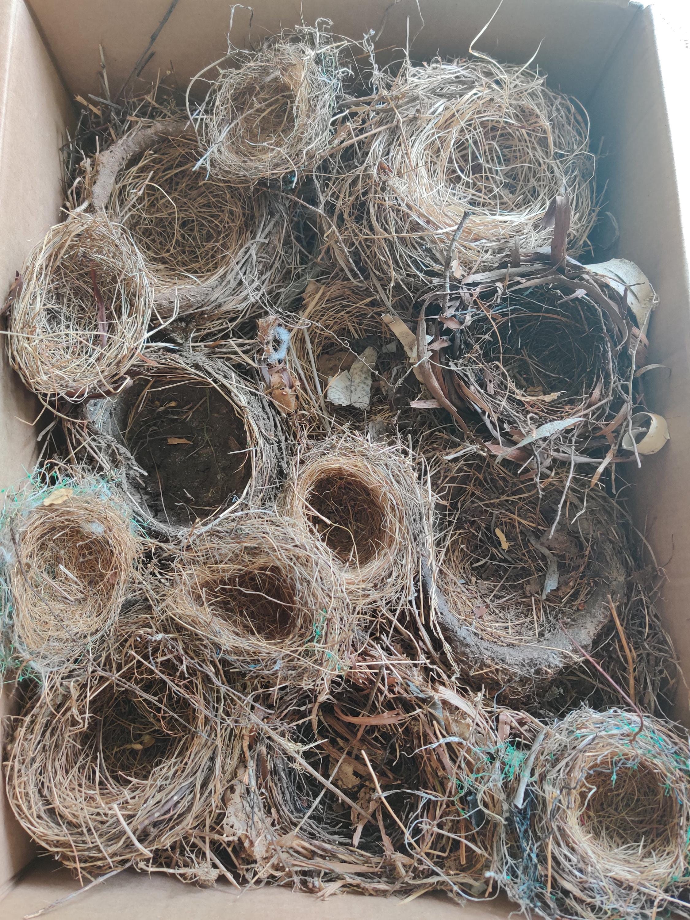 Lot of Large and small Natural Bird Nests Free Fallen Variety Bird nest Long Distance Learning Home schooling
