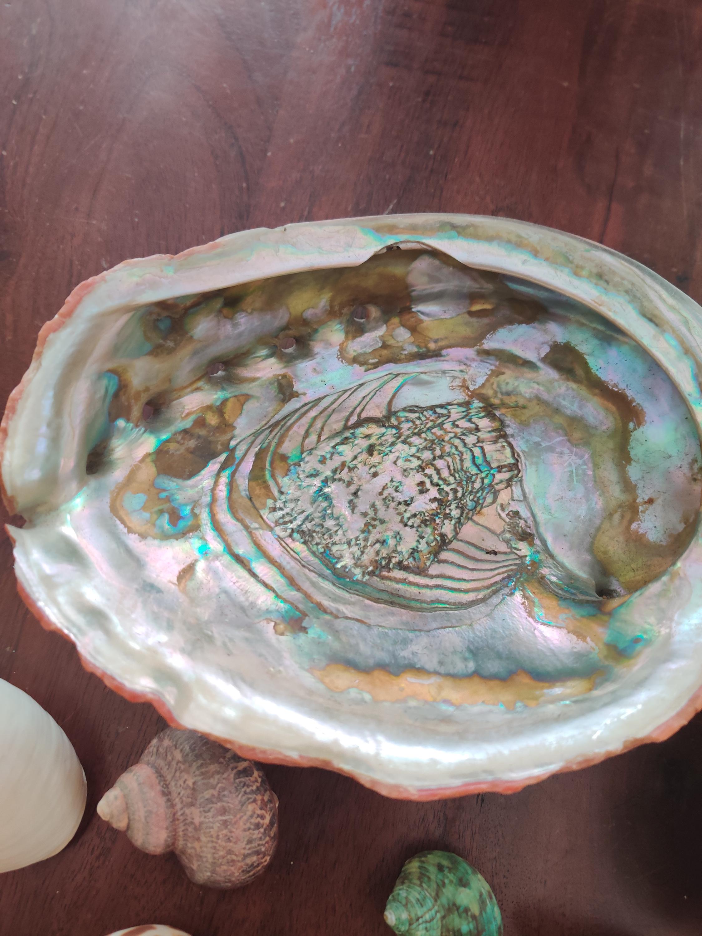 Lot of Seashells Giant Vintage Natural Abalone Shells Shell Mermaid ...
