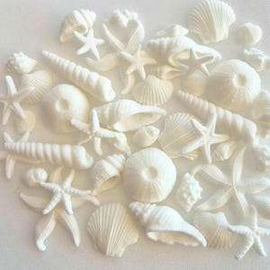 Könnte beinhalten: Eine Ansammlung weißer Muscheln und Seesterne, darunter Schnecken, Jakobsmuscheln und Seeigel. Die Sammlung ist auf einer weißen Oberfläche angeordnet und schafft ein Küstenmotiv.