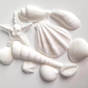 Könnte beinhalten: Eine Ansammlung weißer Muscheln und ein Seestern auf weißem Grund. Die Sammlung umfasst verschiedene Formen, darunter eine Turmschnecke, Jakobsmuscheln und einen Seestern. Die Muscheln haben eine glatte, strukturierte Oberfläche.