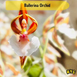May include: A close-up of a Ballerina Orchid with a white, pink, yellow, and brown color scheme. The flower's petals are shaped like a ballerina's dress. The text "Ballerina Orchid" is in a yellow banner.