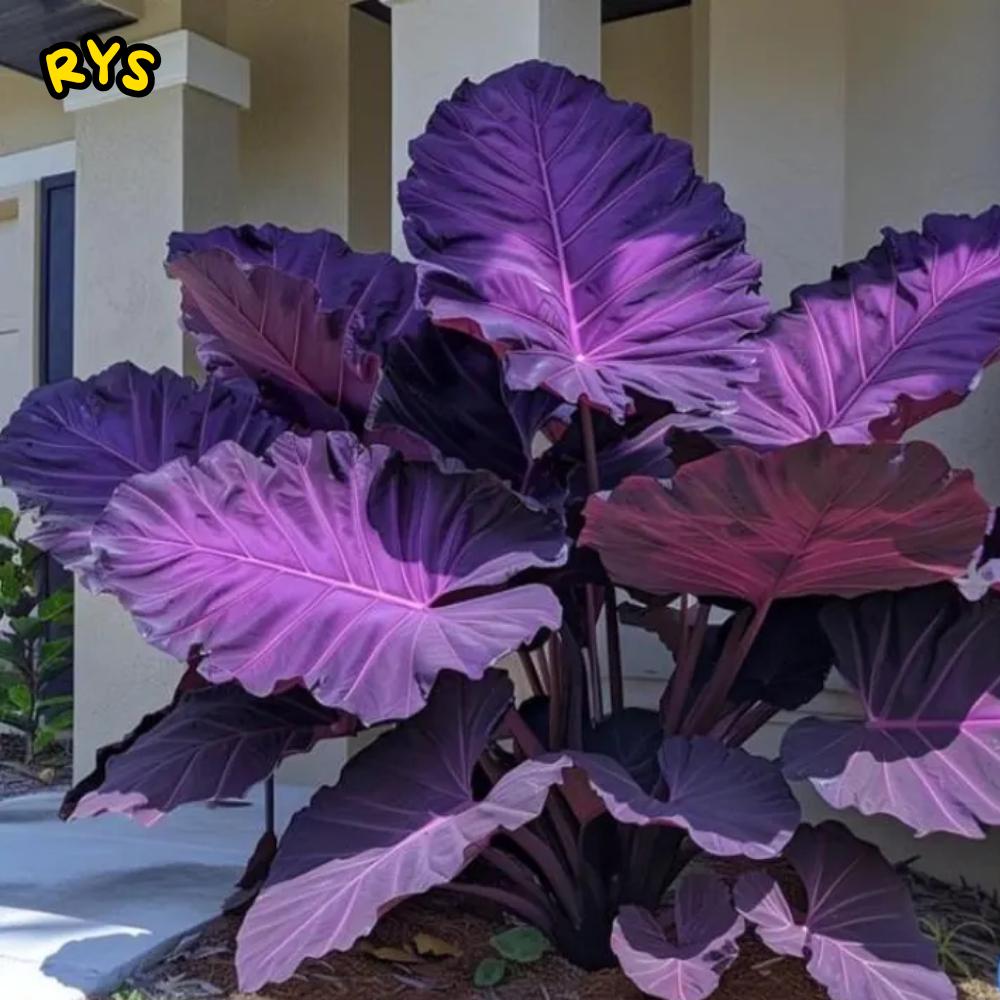 Purple elephant ear plant - Etsy sterreich