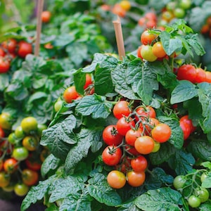 May include: A close-up of a tomato plant with clusters of ripe, red tomatoes and some green, unripe ones. The tomatoes are growing on a vine with green leaves. The plant is supported by a wooden stake.
