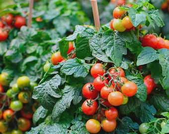 15 Tiny Tim Tomato Seeds - Heirloom / Non-GMO for Outdoor Gardens