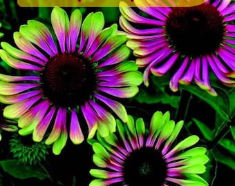 Purple Coneflower Green Twister Seeds – Spring & Summer Flowers GMO-Free Gardening Gift (20 seeds)