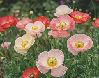 35 Variety Poppy Seed Mix – P. Somniferum Garden Flowers