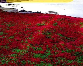 Red Creeping Thyme Seeds – Non-GMO Heirloom Ground Cover, Garden Landscaping & Home Gardening (1000 seeds)