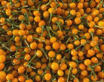 Rare 25 Aji Charapita Chile Pepper Easy Grow Vegetable Edible for Garden Planting