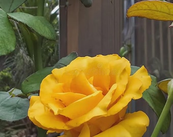 Rare Bright Yellow Rose Seeds – Non-GMO Garden Plant (50 Seeds)