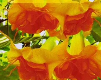 Bright Yellow Orange Angel Trumpet Flowers Seeds - 10 Seeds