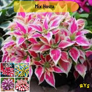 Può includere: Un primo piano di un mix di piante di Hosta con foglie variegate rosa e bianche. L'immagine include una varietà di piante di Hosta con diverse combinazioni di colori. Il testo "Mix Hosta" è visualizzato in un banner giallo.