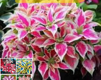 Rare Mix Hosta Plantaginea 100 Seeds – Grow Exotic, Multicolored Blooms Right at Home!