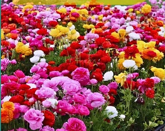 Mixed Ranunculus Double Bloom Buttercups Vibrant Spring Flowers Ornamental Seeds Mix - 20 Seeds