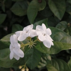 10 sementes de flores de jasmim branco - planta perfumada de jardim de flores de jasmim árabe