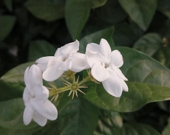 Semillas de jazmín blanco - Planta de jazmín árabe fragante