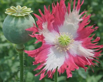 Rare Afghan Laciniated Poppy 1.000 Seeds P. Somniferum Fringed & Serrated Blooms