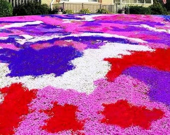 Creeping Thyme Seeds Mix - Aromatic Ground Cover Pollinator Friendly - 100 Seeds