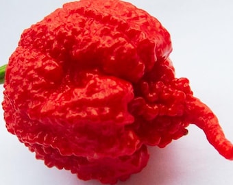 Carolina Reaper Chili Pepper 10 Seeds: World's Hottest, Guaranteed Seeds
