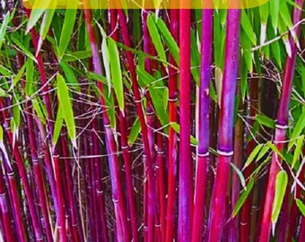 Rare Siergras Bamboo Privacy Garden Clumping Flower Seeds - 40 Seeds