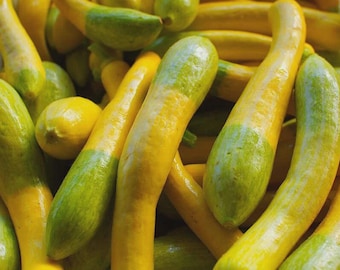 Rare 25 Zephyr Squash Seeds for Garden Planting - USA
