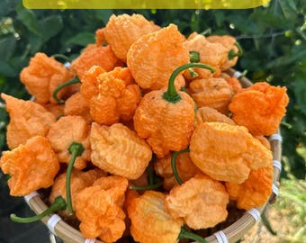 Fried Chicken Pepper Seeds | Unique Chili Vegetable, Garden Planting