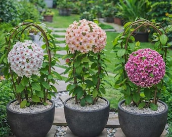Mixed Hoya Variety Seeds – Fragrant Wax Flower Plants (5 Seeds)