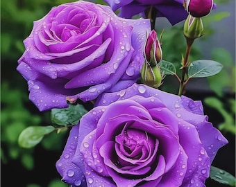 Bright Purple Rose 50 Seeds – Non-GMO Garden Plant Seeds