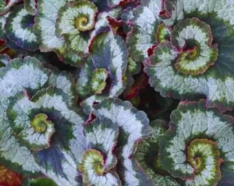 Escargot Begonia Seeds for Garden Planting - USA flower 25 Seeds