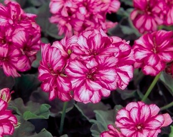 Precision Burgundy Ice Ivy Leaf Geranium Seeds for Garden - USA flower 25 Seeds
