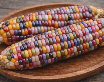 Glass Gem Corn Seeds – Vibrant Rainbow Ears for Fall Decor, Crafts (25 Seeds)