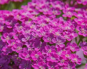 Cerise Queen Yarrow Seeds | Heirloom Garden flower 200 Seeds