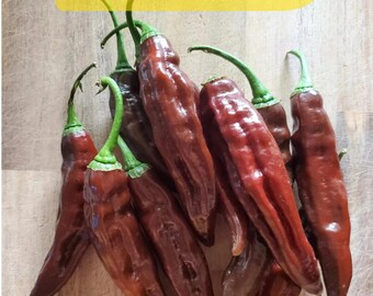Rare 25 Aji Panca Pepper Seeds for Garden Planting