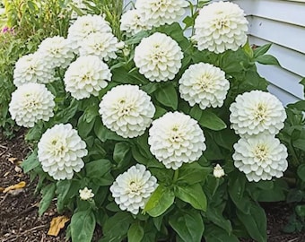 100 Rare WHITE Polar Bear ZINNIA Flower Seeds - Garden ANNUAL
