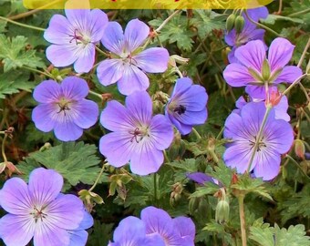Rozanne Geranium Seeds, USA Garden, 25 Seeds