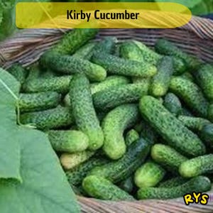 May include: A basket overflowing with Kirby cucumbers. The cucumbers are a vibrant green color with a bumpy texture. The text "Kirby Cucumber" is displayed in a yellow banner at the top of the image. The cucumbers are a popular ingredient in salads and pickles.