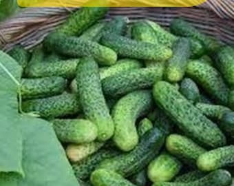 Rare 25 Kirby Cucumber Seeds for Garden Planting Home Garden Vegetable Plant