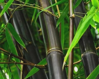 Rare Black Bamboo Seeds – Phyllostachys nigra (50 Seeds)