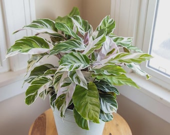 White Fusion Calathea Seeds: Rare Tropical Houseplant, Ornamental Foliage (25 Seeds)
