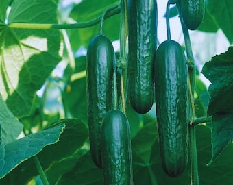Socrates Cucumber Seeds for Garden Planting Vegetable 25 Seeds