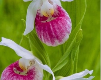 Showy Lady’s Slipper Orchid 10 Seeds Cypripedium Reginae Unique Flowers