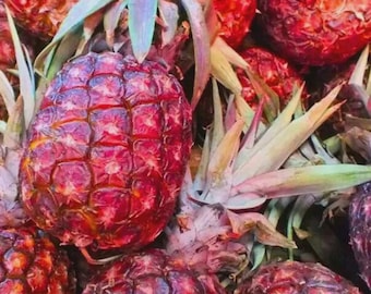 Spanish Pineapple 15 Seeds - Unique Tropical Fruit Plant Garden Indoor Container Growing