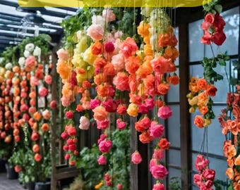 Rainbow Weeping Begonia 25 Seeds, Trailing Flower for Hanging Baskets