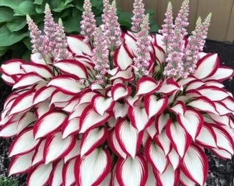 Rare Hosta Seeds: White Leaves with Thick Red Edges Perennial Shade Flowers - 100 Seeds