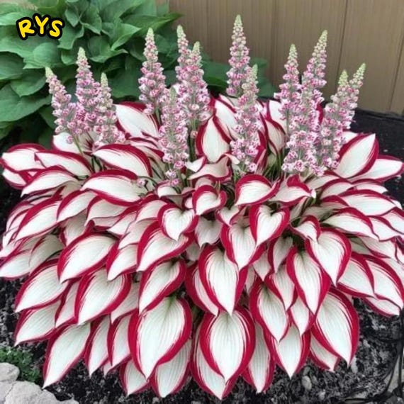 18 planter pot Bristol 18in Tall Planter main image 0