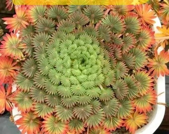 Rare 5 Oxalis Palmifrons Seeds ~ Palm Leaf Oxalis Plants Garden Houseplants