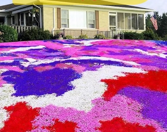 Mixed Creeping Phlox 100 Seeds – Colorful Perennial Ground Cover, Non-GMO