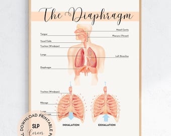 Diaphragm Anatomy Poster | SLP Office Decor (Digital Download)