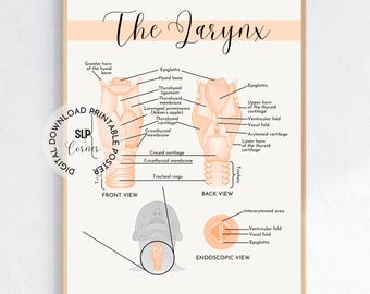 Larynx Anatomy Poster | SLP Therapy Office Decor (Digital Download)